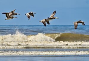 Pelicanos